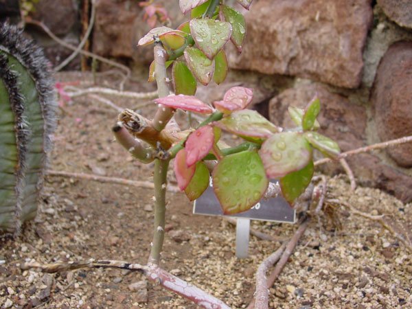 Pereskiopsis_porteri